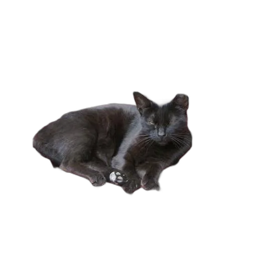 animal, staff, creature, crown, photorealistic, 3d render, dark, black transparent PNG cut-out