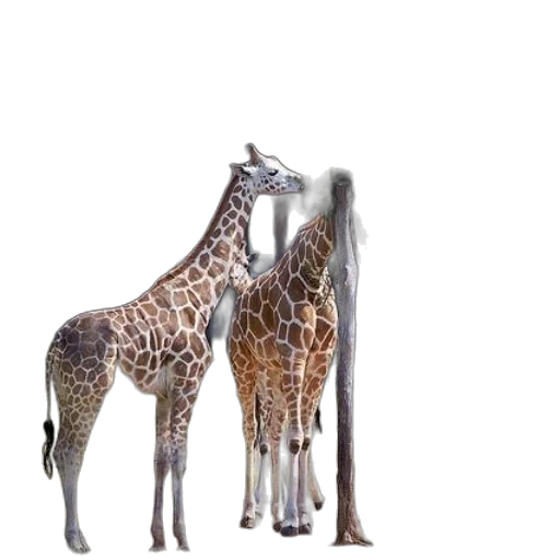 animal, creature, staff, weapon, 3d render, concept art, photorealistic, pixel art transparent PNG cut-out