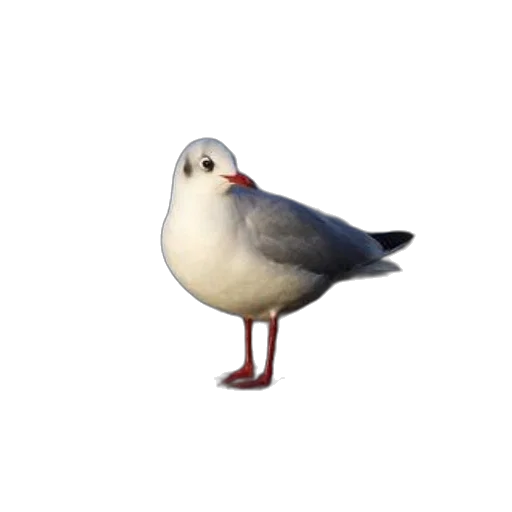 animal, creature, hat, shoes, 3d render, concept art, photorealistic, pixel art transparent PNG cut-out