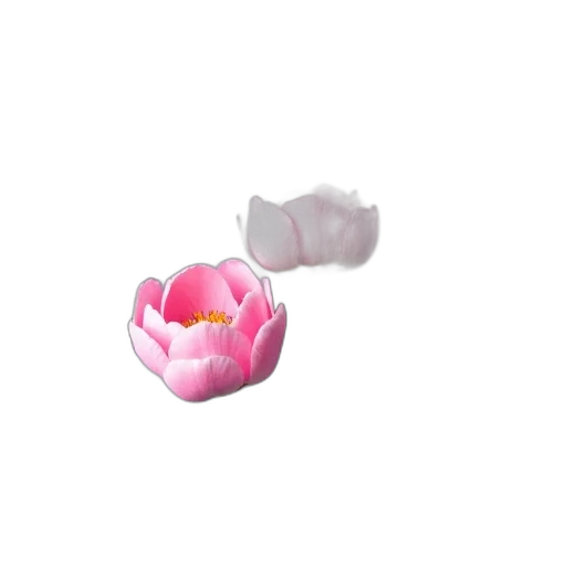 flower, crown, jewelry, food, 3d render, photorealistic, concept art, vaporwave transparent PNG cut-out