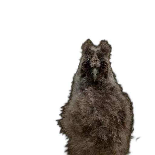 animal, creature, face, hair, 3d render, photorealistic, concept art, fluffy transparent PNG cut-out