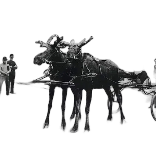 staff, animal, car, crown, concept art, photorealistic, city street, 20th-century transparent PNG cut-out