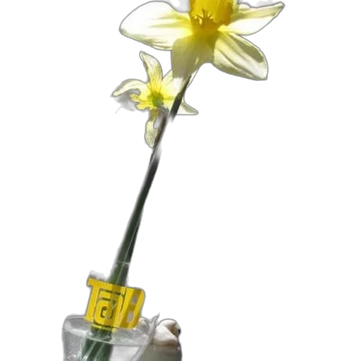 staff, flower, weapon, bottle, 3d render, photorealistic, concept art, clear transparent PNG cut-out