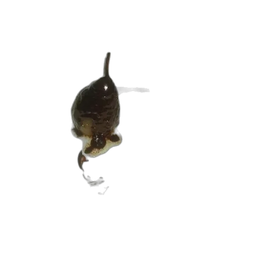 staff, animal, hair, hat, 3d render, photorealistic, plate, chocolate transparent PNG cut-out