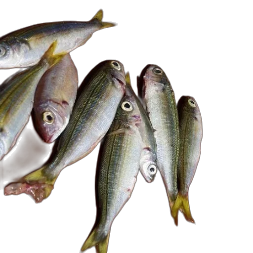 food, animal, group, fish, yellow, tails, white, eyes transparent PNG cut-out