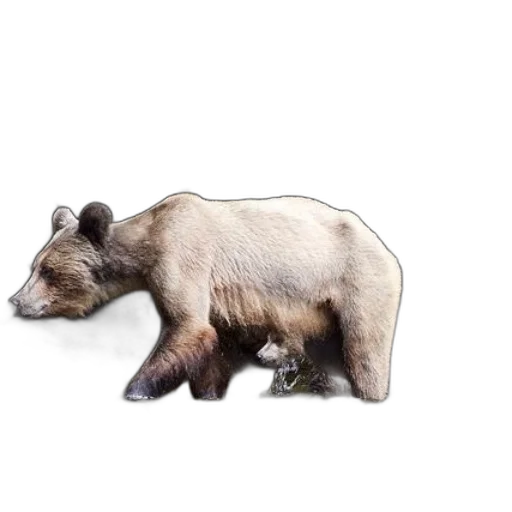 animal, creature, staff, furniture transparent PNG cut-out