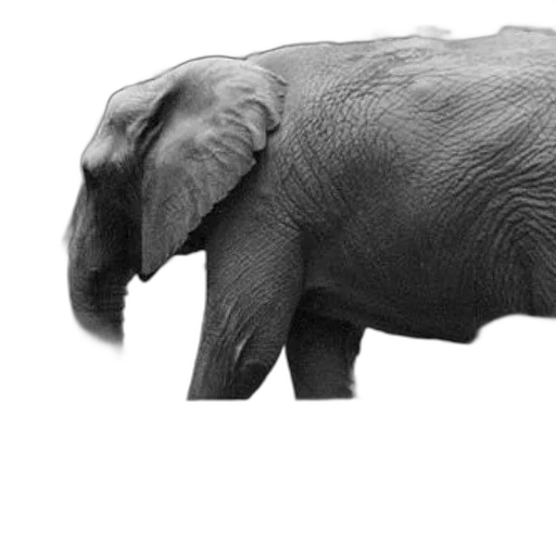 animal, creature, staff, hat, photorealistic, 3d render, concept art, black-and-white transparent PNG cut-out