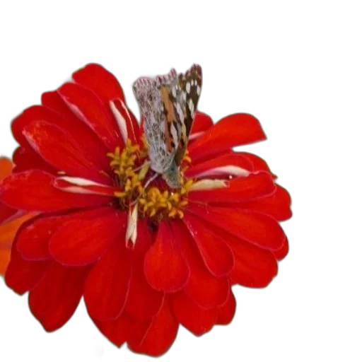 flower, crown, jewelry, staff, photorealistic, 3d render, red, vibrant transparent PNG cut-out