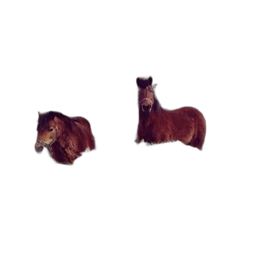 animal, hair, crown, furniture, photorealistic, 3d render, pixel art, two transparent PNG cut-out