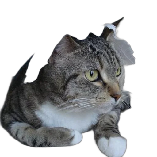 hat, dragon, crown, creature, photorealistic, 3d render, concept art, pixel art transparent PNG cut-out