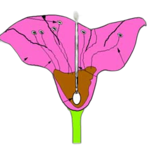 flower, umbrella, staff, weapon, concept art, photorealistic, cartoon, 3d render transparent PNG cut-out