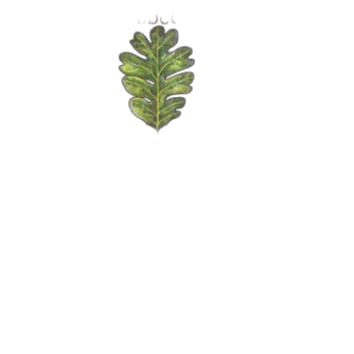crown, tree, flower, jewelry transparent PNG cut-out