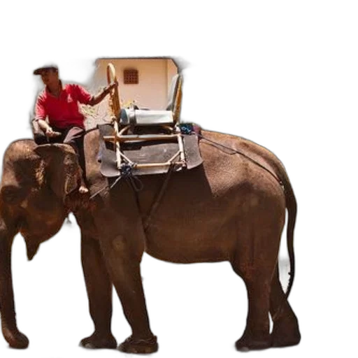 animal, furniture, concept art, person, red, shirt, rides, elephant transparent PNG cut-out