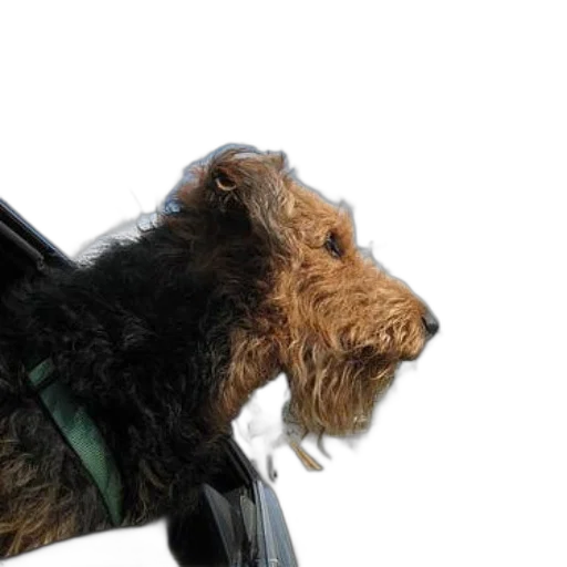 animal, staff, hair, creature, photorealistic, fluffy, brown, dog transparent PNG cut-out