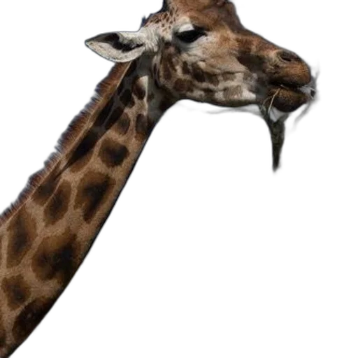 animal, staff, creature, weapon, photorealistic, concept art, 3d render, watercolor transparent PNG cut-out