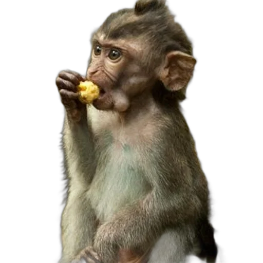 animal, food, staff, jewelry, photorealistic, concept art, 3d render, oil painting transparent PNG cut-out