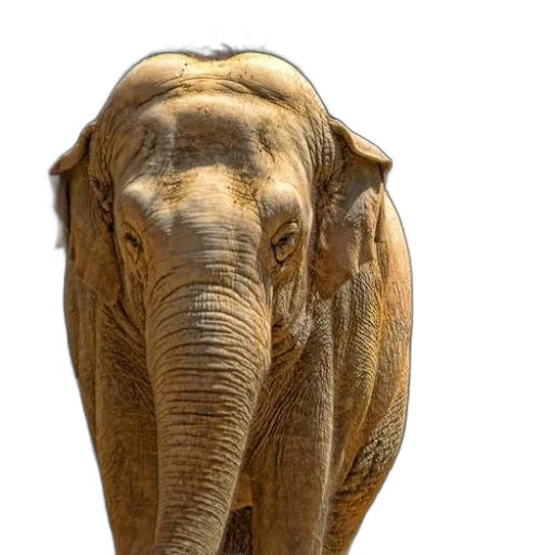 animal, face, creature, mask, photorealistic, 3d render, majestic, elephant transparent PNG cut-out