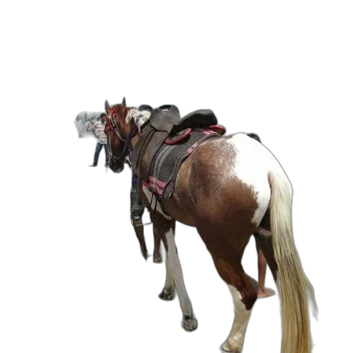 animal, staff, hat, weapon, 3d render, photorealistic, concept art, horse transparent PNG cut-out