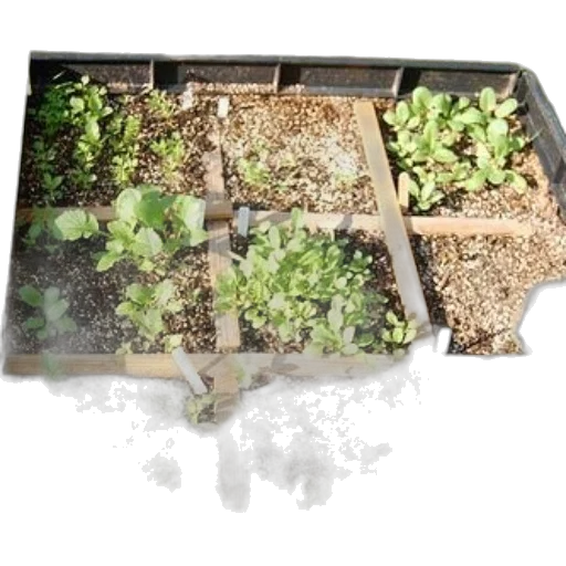 earth tones, raised, garden, bed, wooden, dividers, young, plants transparent PNG cut-out