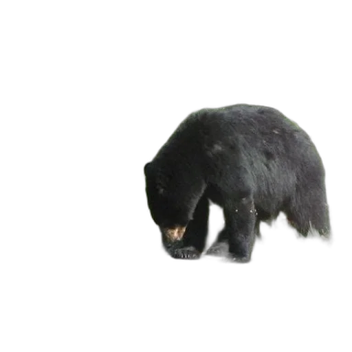 animal, creature, staff, hair, 3d render, photorealistic, concept art, black transparent PNG cut-out