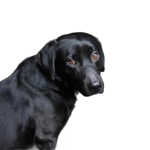 animal, staff, face, creature, photorealistic, 3d render, black, dog transparent PNG cut-out