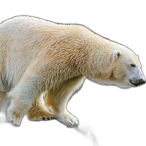 animal, creature, staff, concept art, photorealistic, 3d render, watercolor, snow transparent PNG cut-out