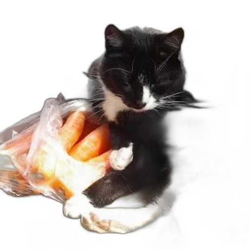 food, animal, creature, weapon, photorealistic, 3d render, fire, black transparent PNG cut-out