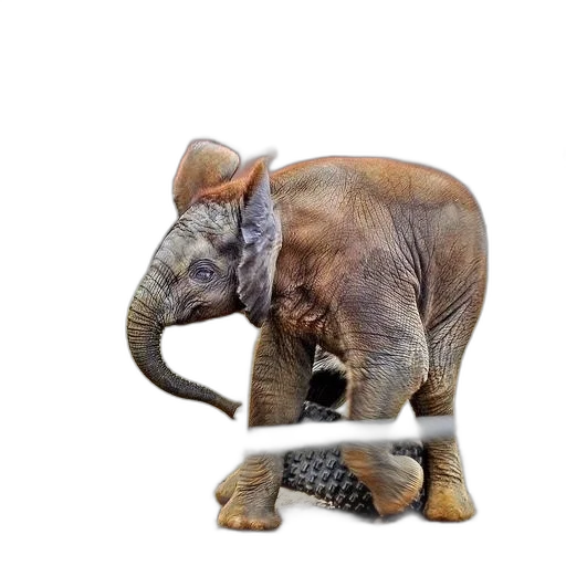 animal, creature, hat, staff transparent PNG cut-out