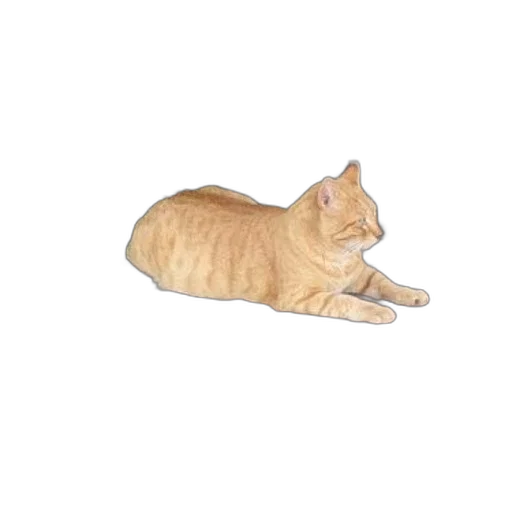 animal, creature, staff, food, photorealistic, 3d render, pixel art, concept art transparent PNG cut-out
