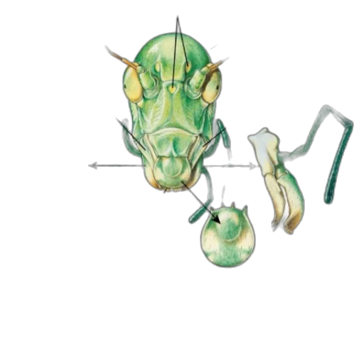 dragon, staff, animal, creature, concept art, watercolor, 3d render, pixel art transparent PNG cut-out