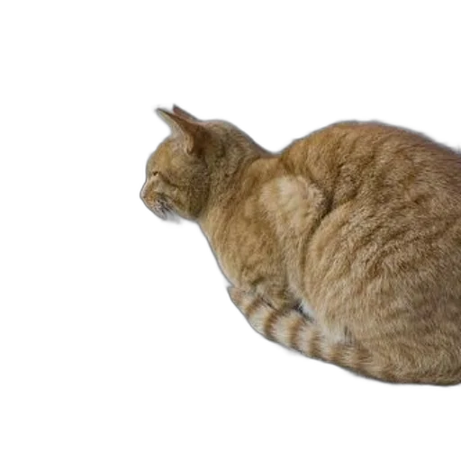 animal, creature, staff, hat, photorealistic, 3d render, ginger, cat transparent PNG cut-out