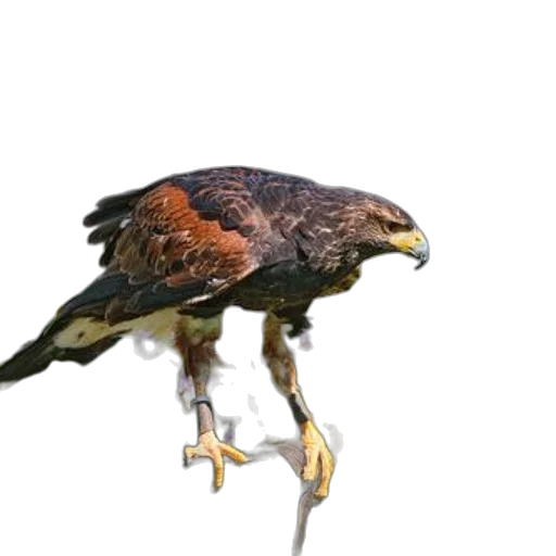 animal, creature, weapon, dragon, photorealistic, 3d render, concept art, oil painting transparent PNG cut-out