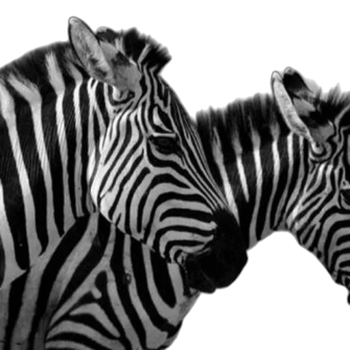 animal, jewelry, creature, photorealistic, 3d render, concept art, monochrome, black transparent PNG cut-out