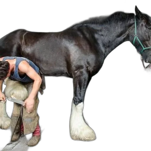 animal, creature, shoes, photorealistic, concept art, oil painting, black, horse transparent PNG cut-out