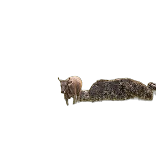 animal, creature, hair, dragon, 3d render, concept art, photorealistic, forest transparent PNG cut-out