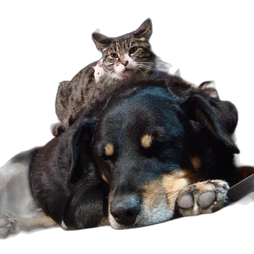 animal, creature, hat, photorealistic, cat, sits, top, sleeping transparent PNG cut-out