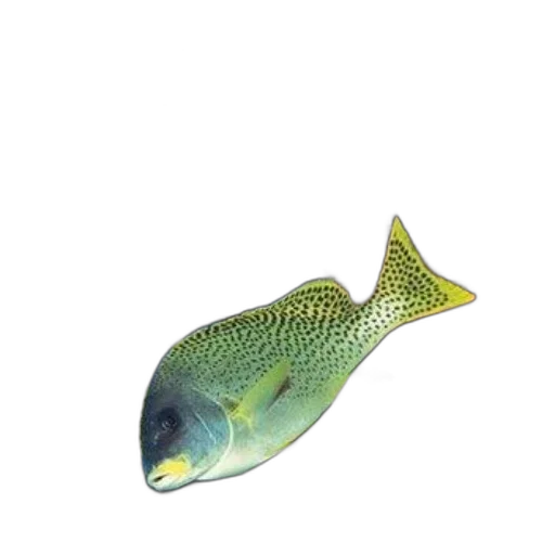 animal, staff, creature, food, 3d render, photorealistic, concept art, pixel art transparent PNG cut-out