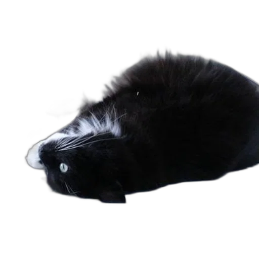 hat, animal, creature, hair, photorealistic, 3d render, dark, black transparent PNG cut-out