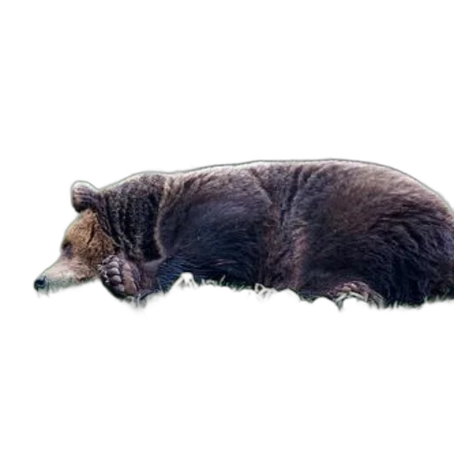 animal, creature, staff, jacket, photorealistic, concept art, oil painting, watercolor transparent PNG cut-out