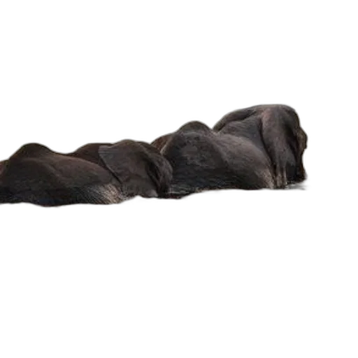 animal, staff, hair, shoes, photorealistic, 3d render, elephants, swimming transparent PNG cut-out