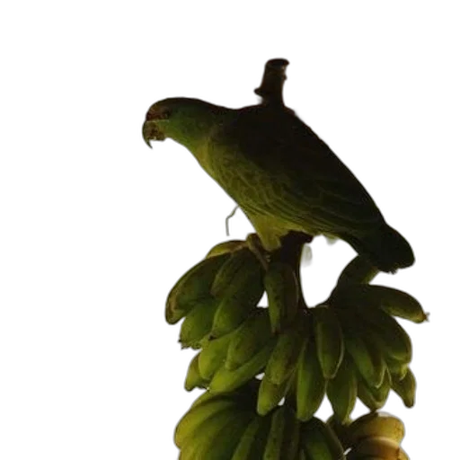 animal, staff, jewelry, creature, 3d render, photorealistic, green, vibrant transparent PNG cut-out