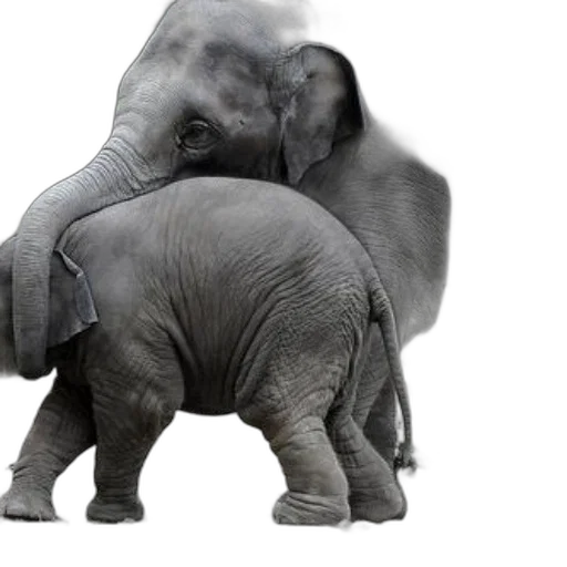animal, creature, weapon, photorealistic, 3d render, concept art, baby, elephant transparent PNG cut-out