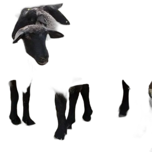 shoes, mask, hat, animal, 3d render, concept art, photorealistic, dark transparent PNG cut-out