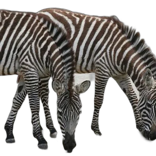 animal, creature, staff, furniture transparent PNG cut-out