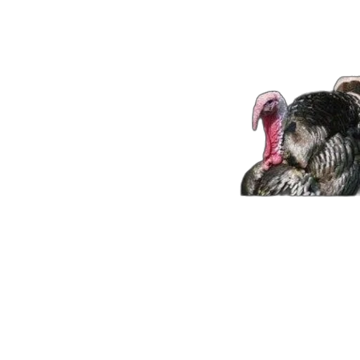 animal, hair, creature, mask, photorealistic, 3d render, concept art, pixel art transparent PNG cut-out