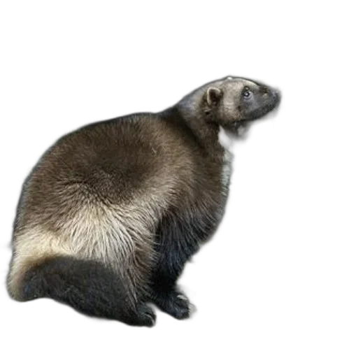 animal, creature, staff, hair, photorealistic, 3d render, concept art, gluttonous transparent PNG cut-out