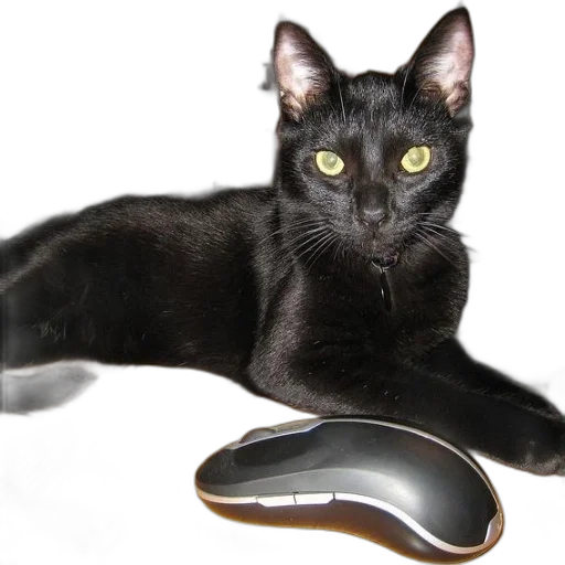 shoes, animal, jewelry, staff transparent PNG cut-out