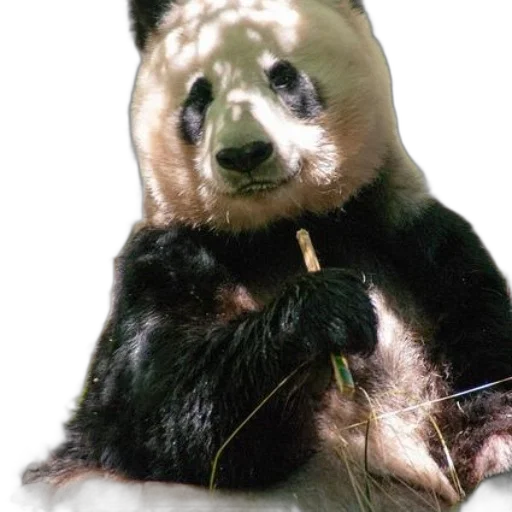 animal, staff, creature, jewelry transparent PNG cut-out