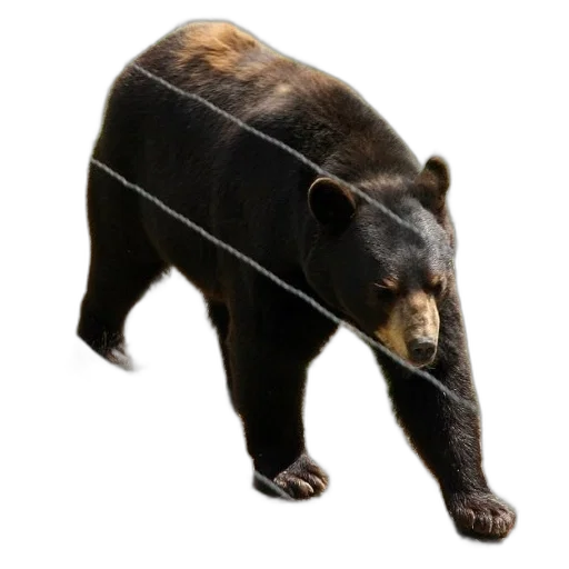animal, creature, staff, weapon, concept art, 3d render, photorealistic, pixel art transparent PNG cut-out