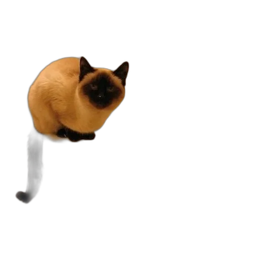 staff, animal, hat, umbrella, 3d render, photorealistic, concept art, pixel art transparent PNG cut-out